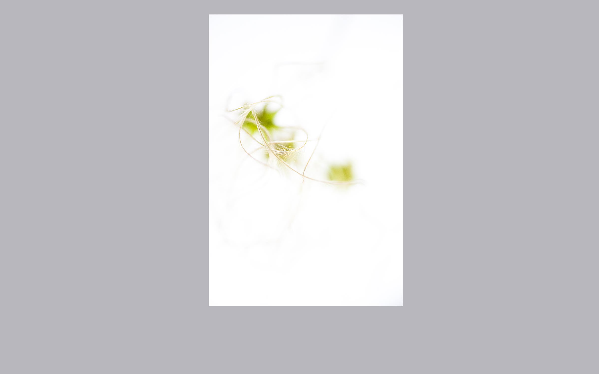 lorem ipsum dolor sit