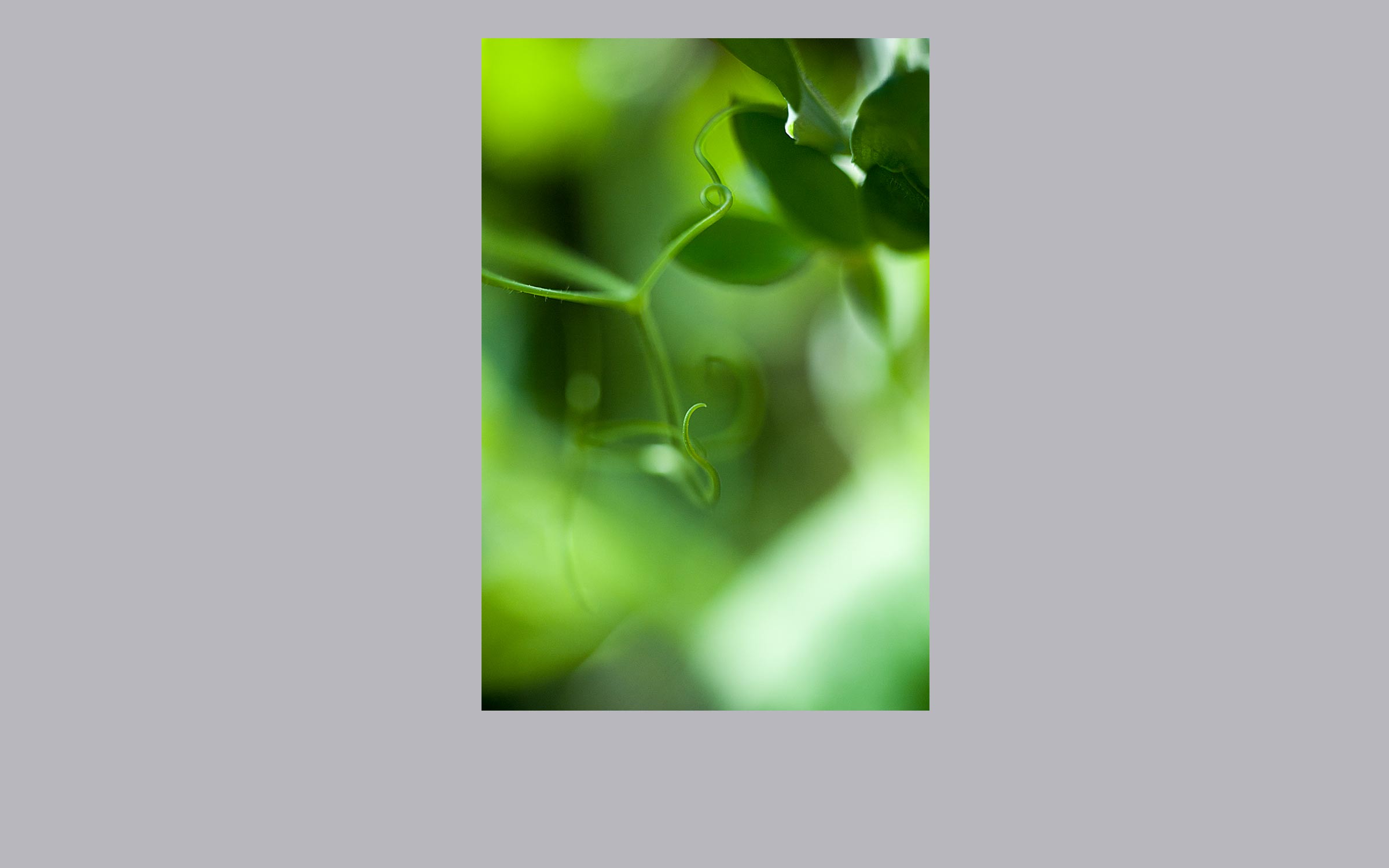 lorem ipsum dolor sit