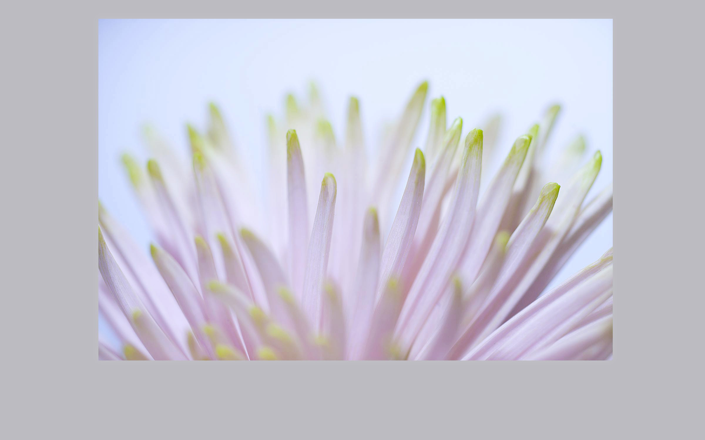 lorem ipsum dolor sit