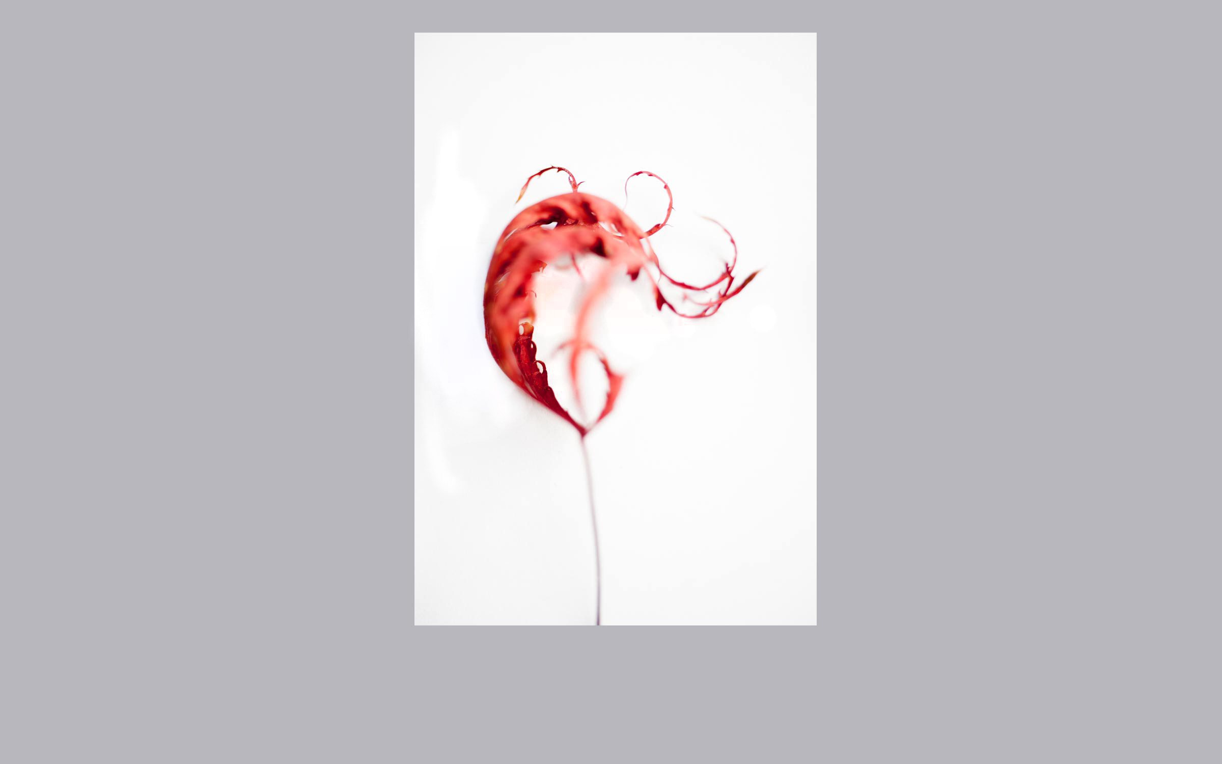 lorem ipsum dolor sit