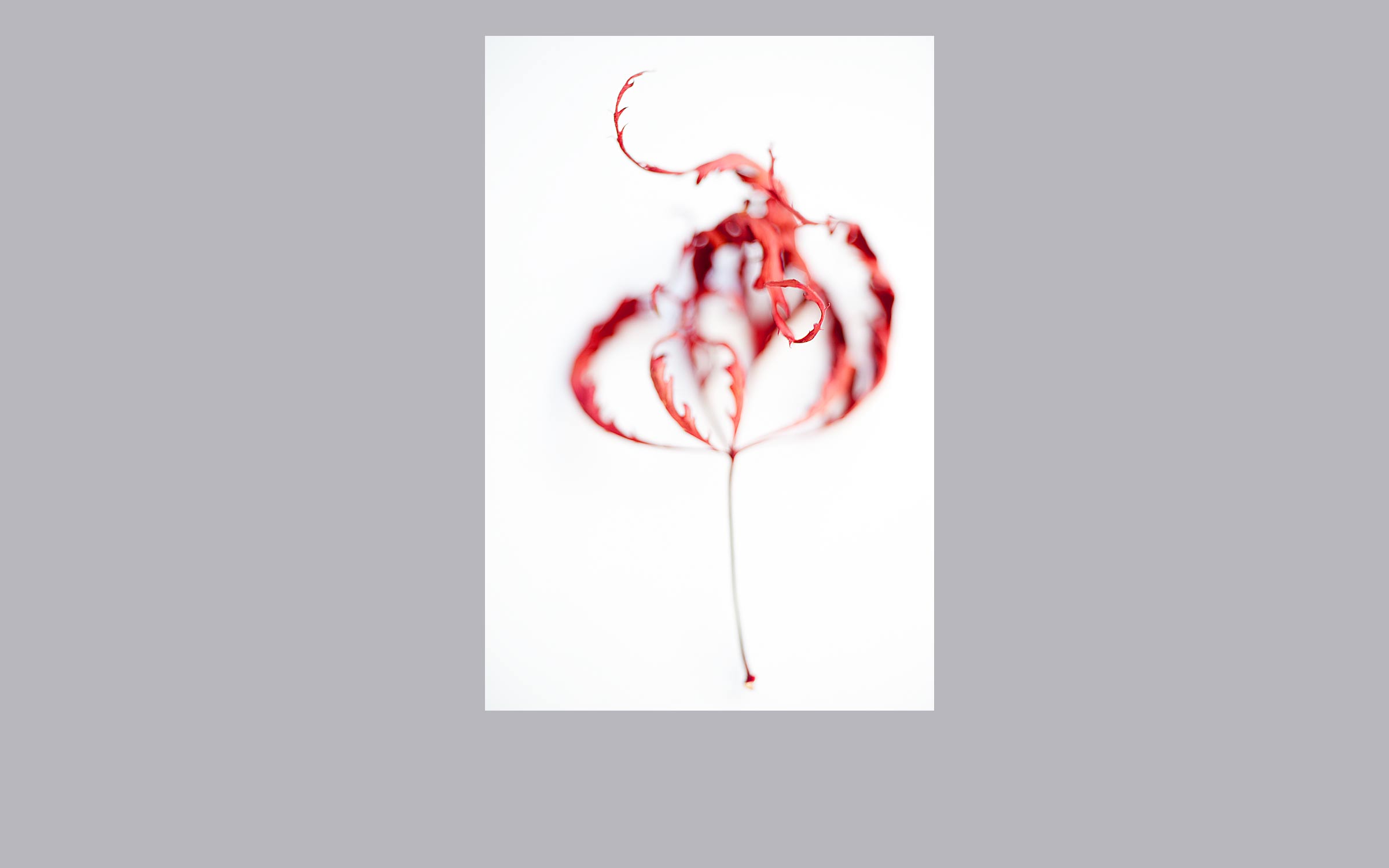 lorem ipsum dolor sit