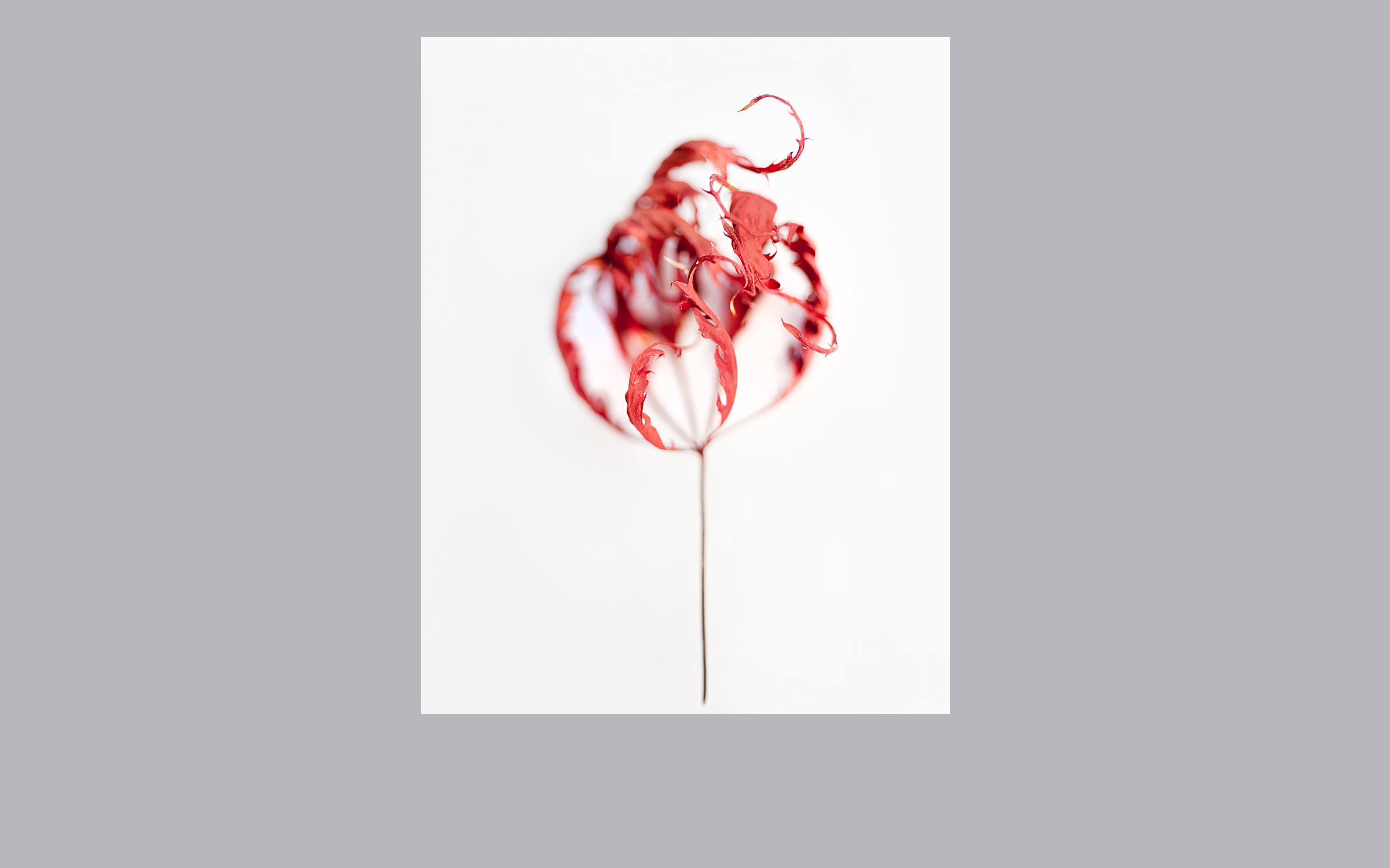 lorem ipsum dolor sit